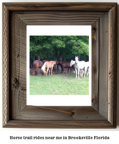 horse trail rides near me in Brooksville, Florida